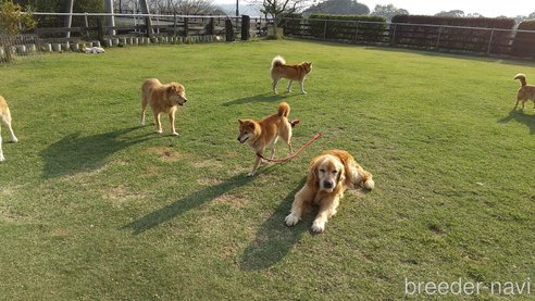 緒方心ブリーダーの詳細の1枚目