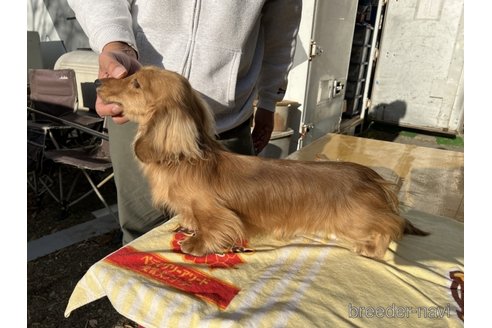 販売中のカニンヘンダックスフンド(ロングヘアード)の親犬