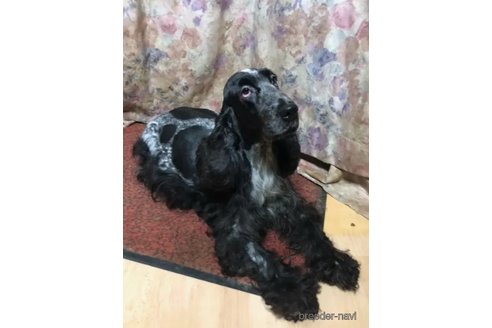 販売中のイングリッシュコッカースパニエルの親犬