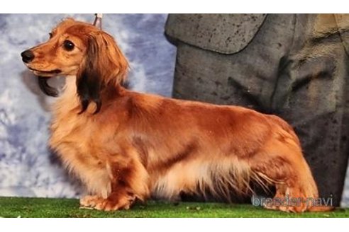 販売中のカニンヘンダックスフンド(ロングヘアード)の親犬