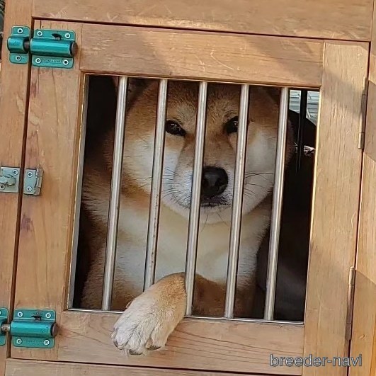 松本ブリーダー