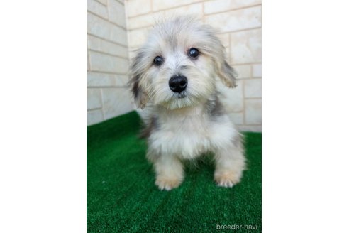 中部でマルックス:マルチーズ×ミニチュアダックスフンドの子犬を