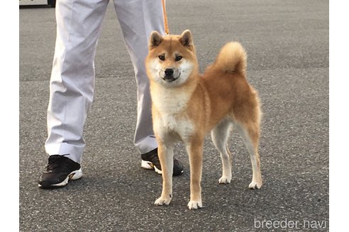 石原千秀ブリーダーの詳細の1枚目