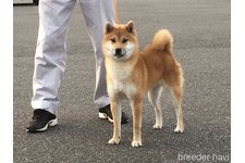 石原千秀ブリーダー