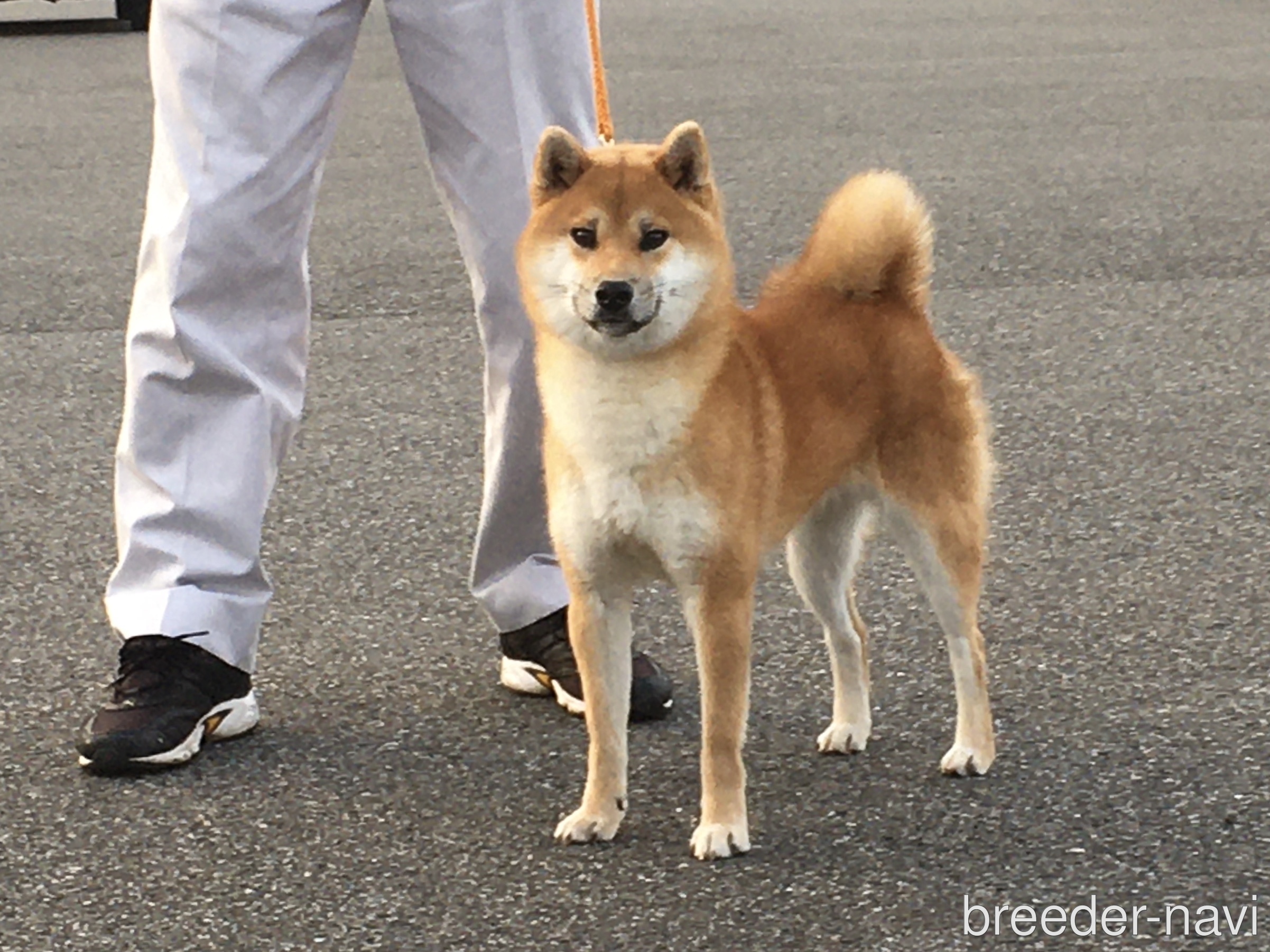 石原ブリーダー