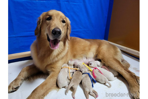 販売中のゴールデンレトリーバーの親犬