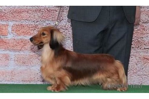 販売中のミニチュアダックスフンド(ロングヘアード)の親犬