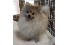 矢澤秀平ブリーダー