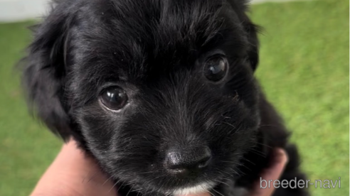 福岡県のチワプー:チワワ×トイプードル｜男の子・2023/10/29