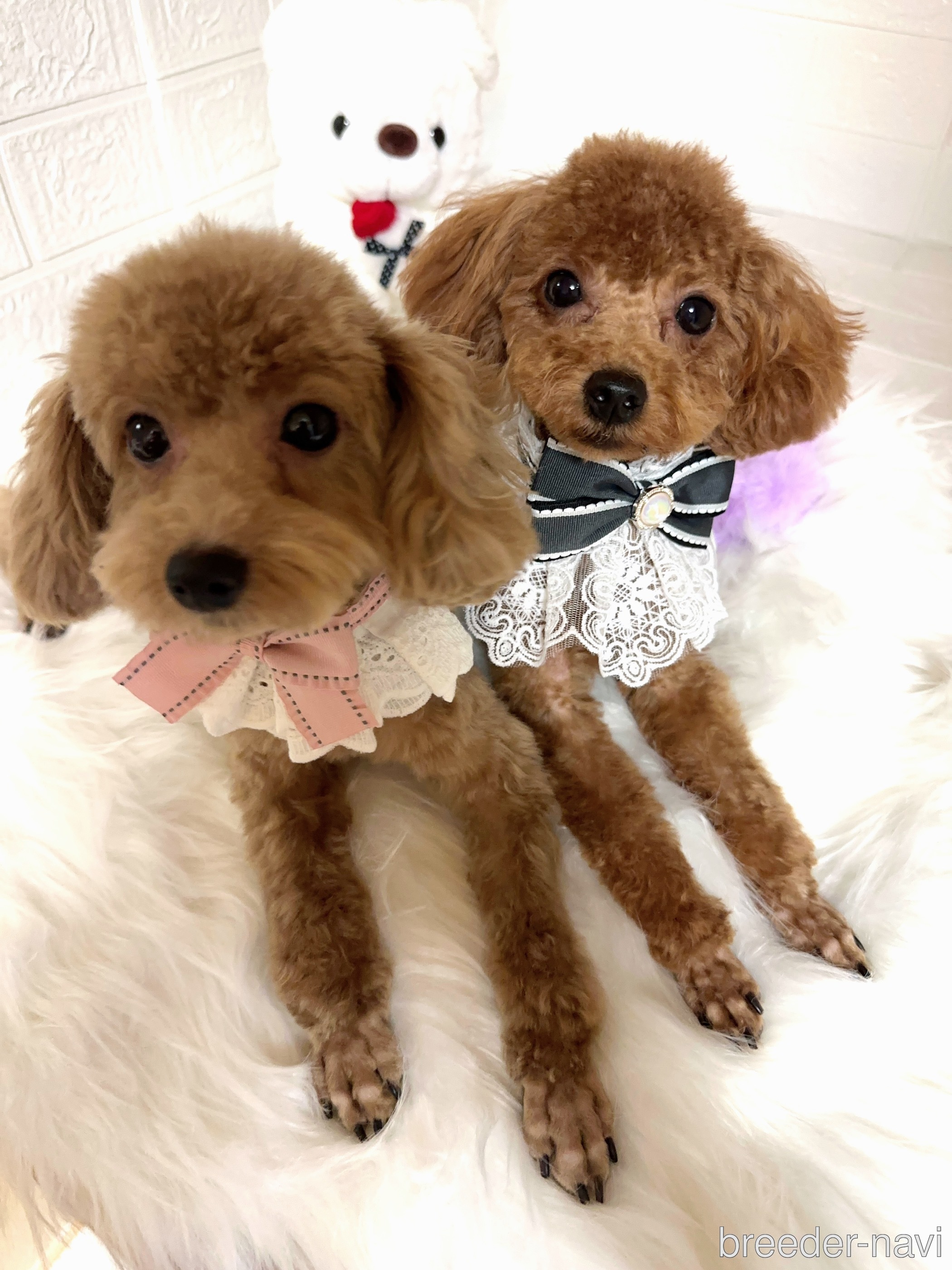 真屋ブリーダー