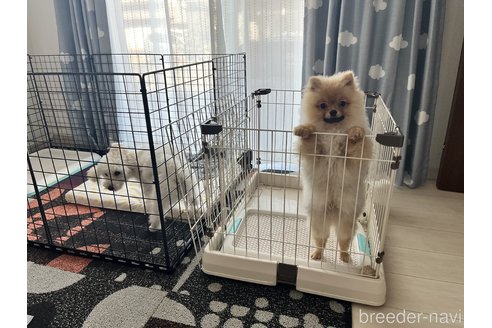 何偉ブリーダーの詳細