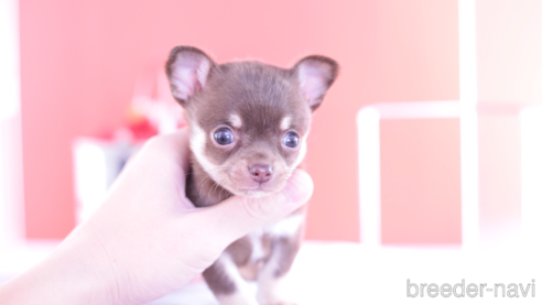 愛知県のチワワ(スムースコート)｜男の子・2023/11/30生まれ・チョコタン（子犬ID：284582）｜ブリーダーナビ