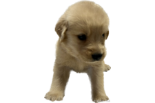 今田光好ブリーダー