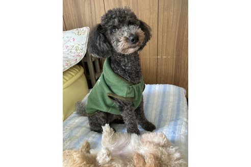 生城義文ブリーダーの詳細の1枚目