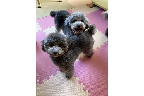 生城義文ブリーダーの詳細