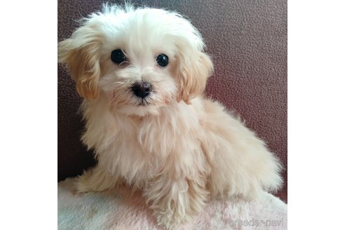 マルプー:マルチーズ×トイプードルの子犬を探す（80ページ目