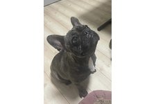 白石瑛子ブリーダー