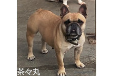 母親犬