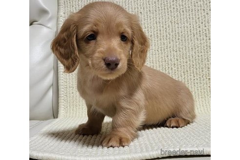 長崎県のミニチュアダックスフンド(ロングヘアード)｜女の子・2023/11/16生まれ・ゴールド（子犬ID：289786）｜ブリーダーナビ