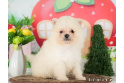 10万円〜20万円のポメラニアンの子犬を探す（294ページ目