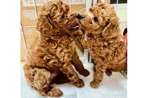 杉原沙緒里ブリーダーの詳細