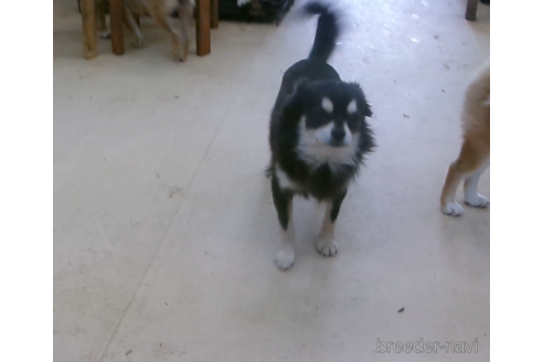 販売中のミックス犬の親犬