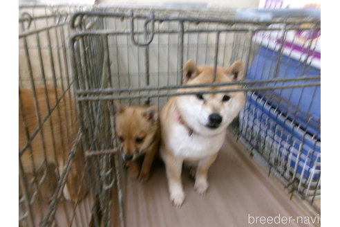 販売中のミックス犬の親犬