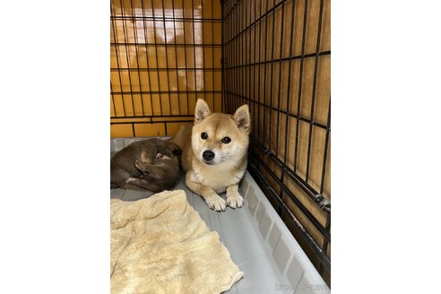 販売中の豆柴の親犬