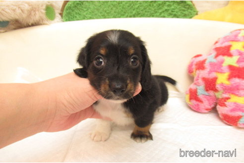 大阪府のミニチュアダックスフンド(ロングヘアード)｜男の子・2023/12/19生まれ・ブラックタンパイボールド（子犬ID：291603