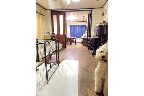 島野純子ブリーダーの詳細