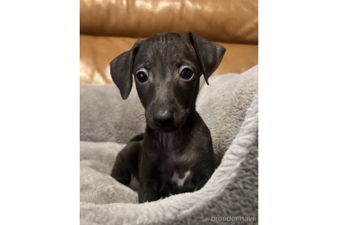 【日本製】 イタリアングレーハウンド(イタグレ)の子犬を探す（108ページ目 その他