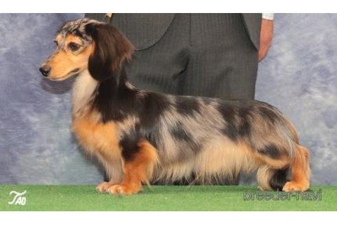 販売中のカニンヘンダックスフンド(ロングヘアード)の親犬