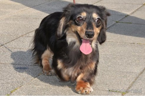 販売中のカニンヘンダックスフンド(ロングヘアード)の親犬