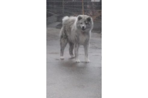 販売中の秋田犬の親犬