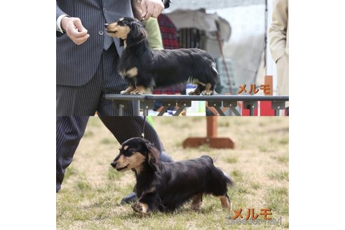 販売中のミニチュアダックスフンド(ロングヘアード)の親犬