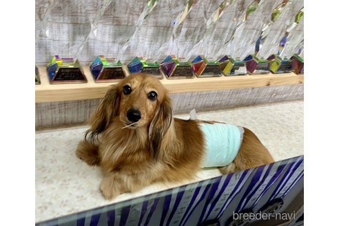 販売中のミニチュアダックスフンド(ロングヘアード)の親犬