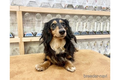 販売中のミニチュアダックスフンド(ロングヘアード)の親犬