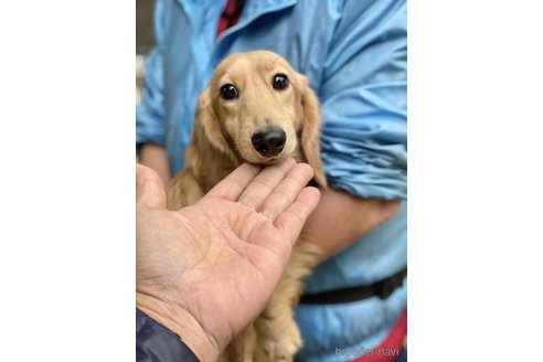 販売中のミニチュアダックスフンド(ロングヘアード)の親犬