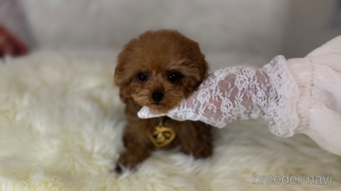 Cinnamon micro deals poodle female price