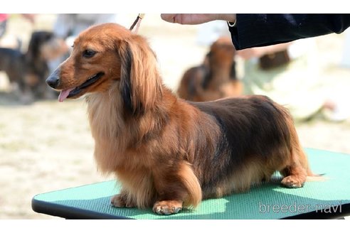 販売中のミニチュアダックスフンド(ロングヘアード)の親犬
