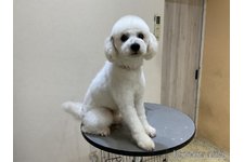 父親犬