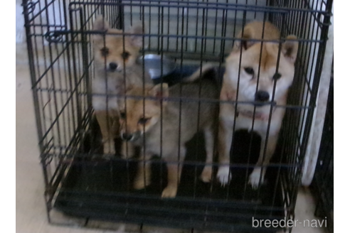 販売中のミックス犬の親犬