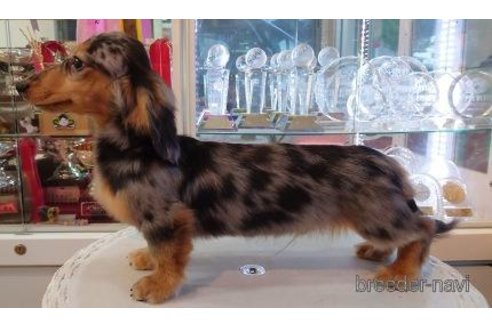 販売中のミニチュアダックスフンド(ロングヘアード)の親犬
