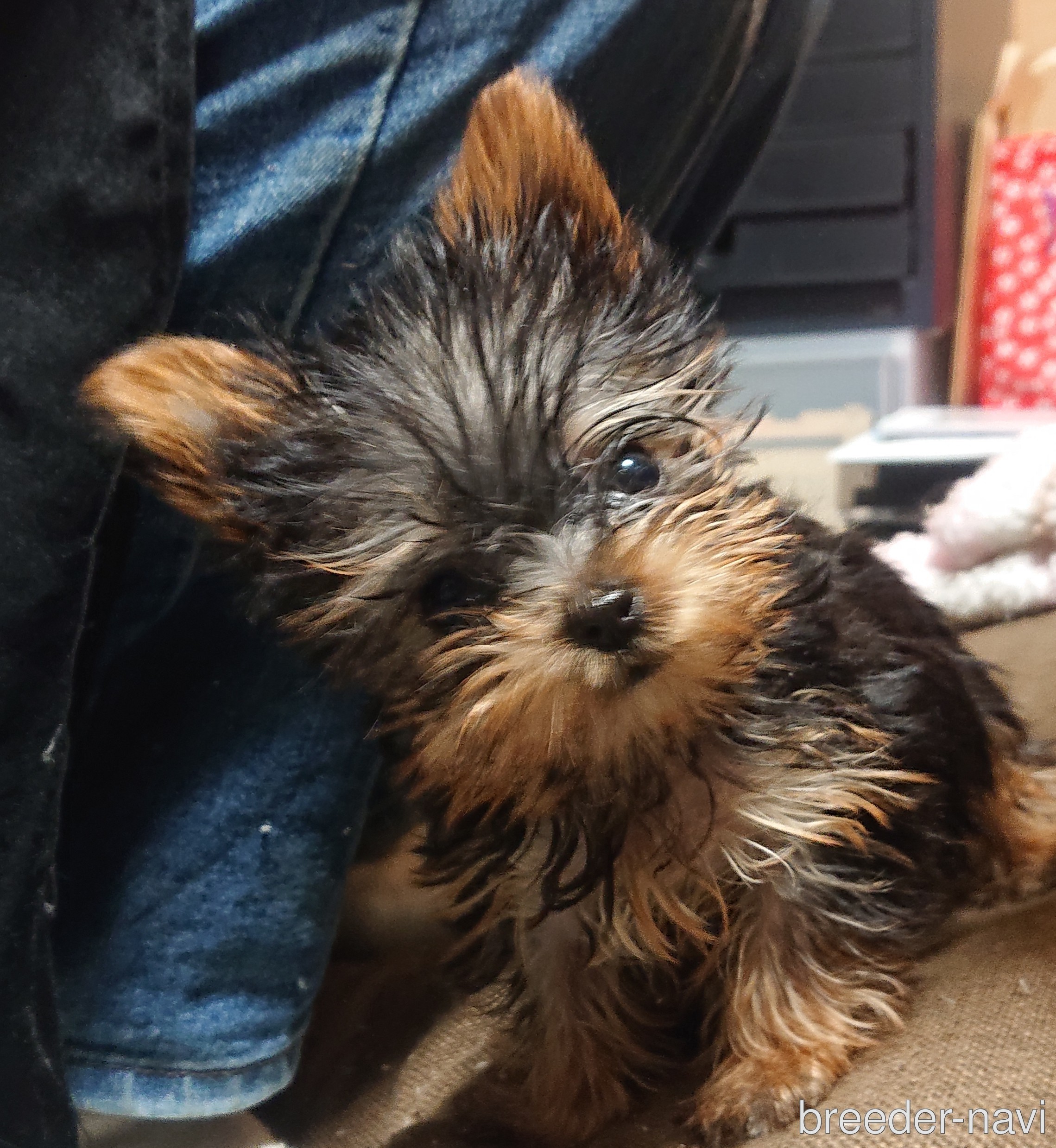 鈴木ブリーダー