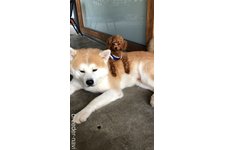 中田千亜紀ブリーダー