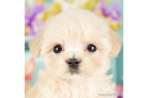 関東でマルプー:マルチーズ×トイプードルの子犬を探す（43ページ