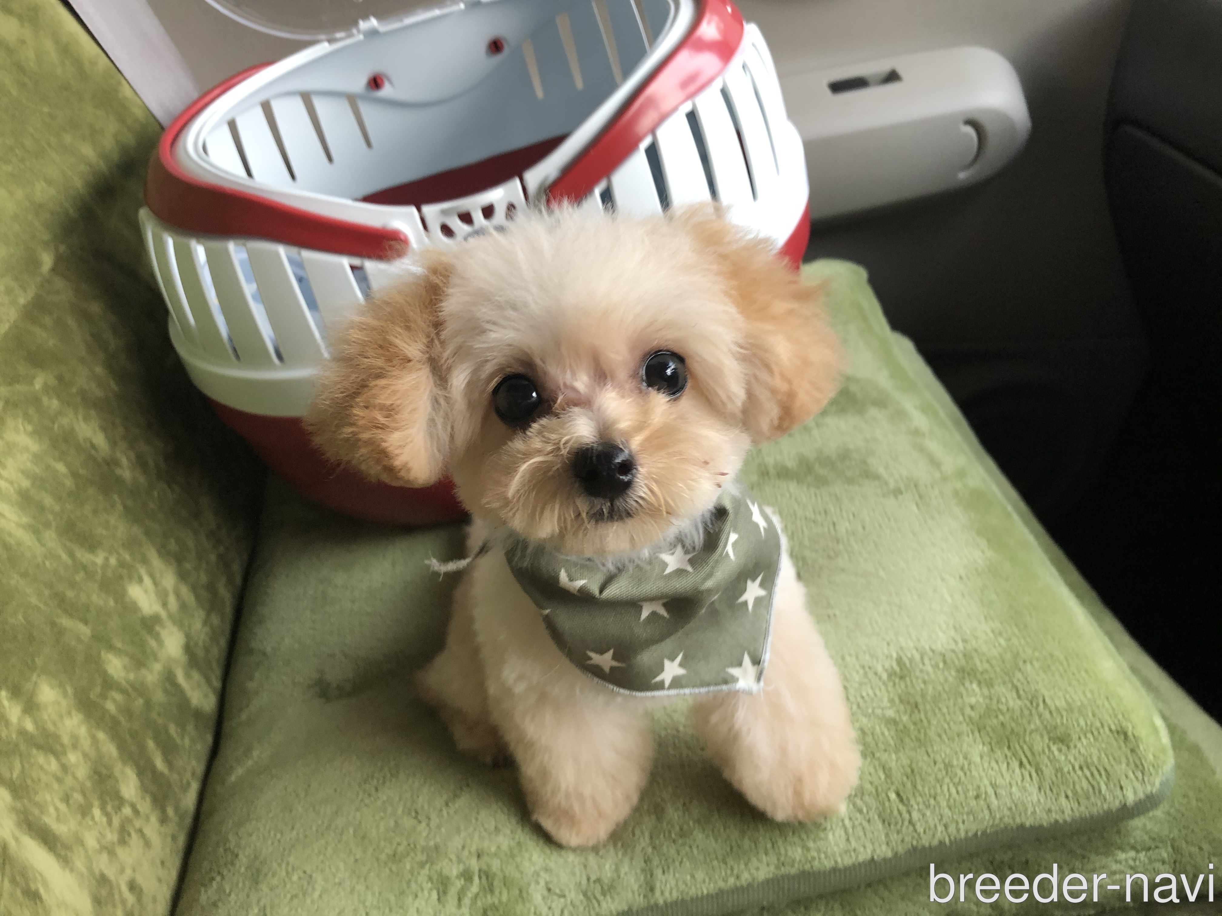 北村ブリーダー