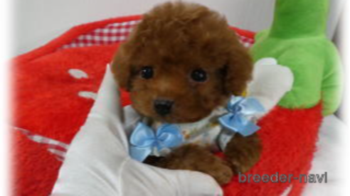 Rolly teacup puppy prijs clearance