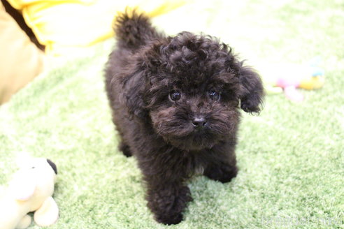 ブラック(黒)のティーカッププードルの子犬を探す｜ブリーダーナビ