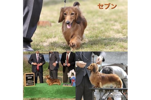 販売中のミニチュアダックスフンド(ロングヘアード)の親犬